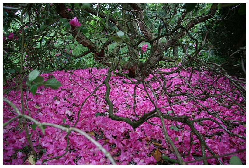 Flowers in the ground