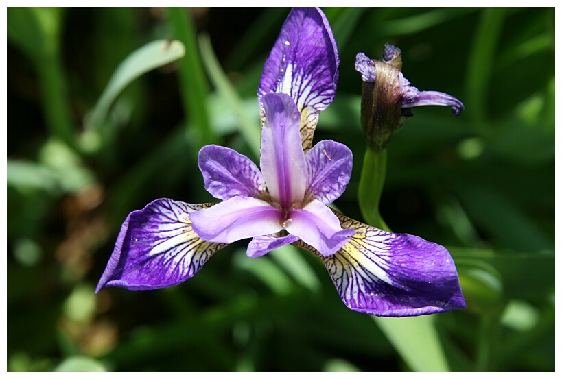 Lilly
