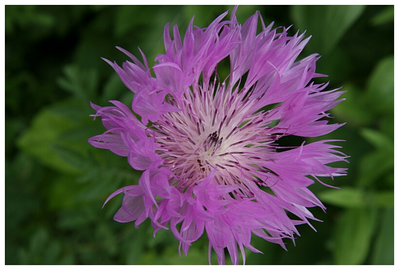 Thistle Flower
