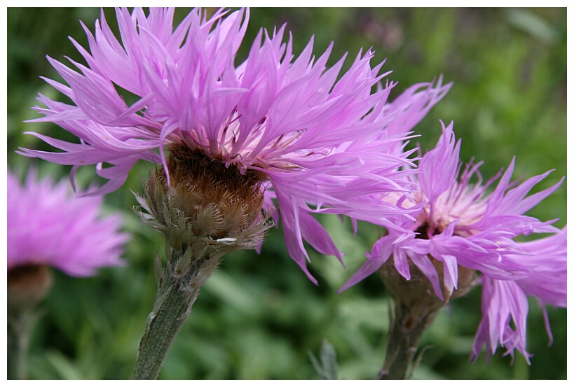 Thistles