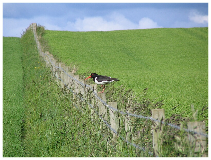 Scottish bird