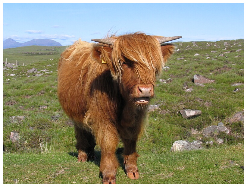 Highland cow