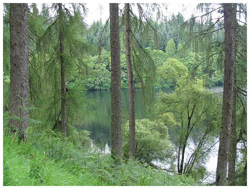 Achray Forest