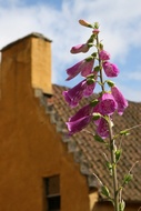 Foxglove in Culross