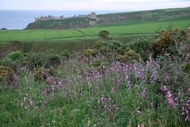 Dunnottar Castle