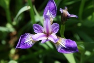Lilly