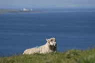 Scottish sheep