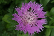 Thistle Flower