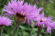 Thistles