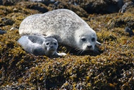 Seals