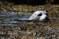 Seal in the sea