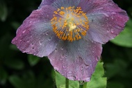 Wet Flower