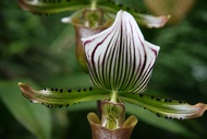 Carnivore Flower
