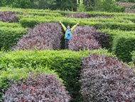 Scone Maze