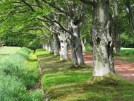 Old trees