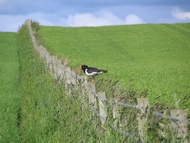 Scottish bird
