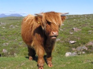 Highland cow