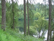 Achray Forest