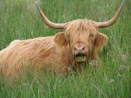 Highland cow