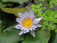 Water Lily