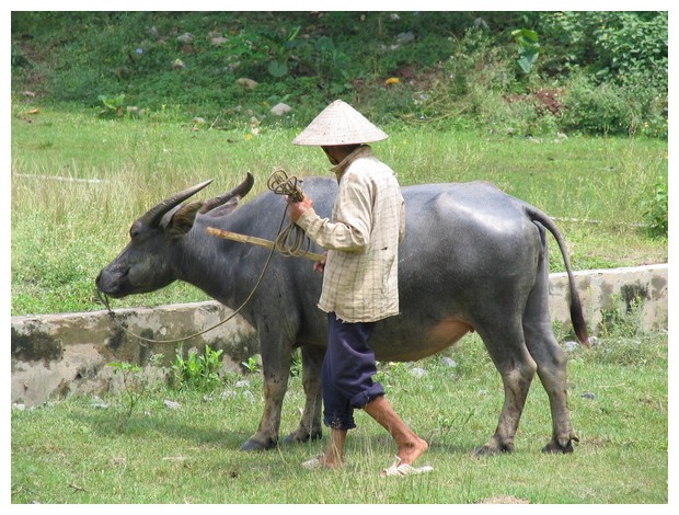 Vietnamese Farmer