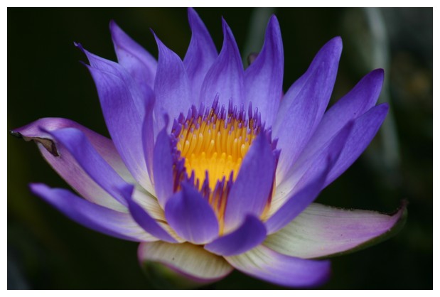 Water Lilly