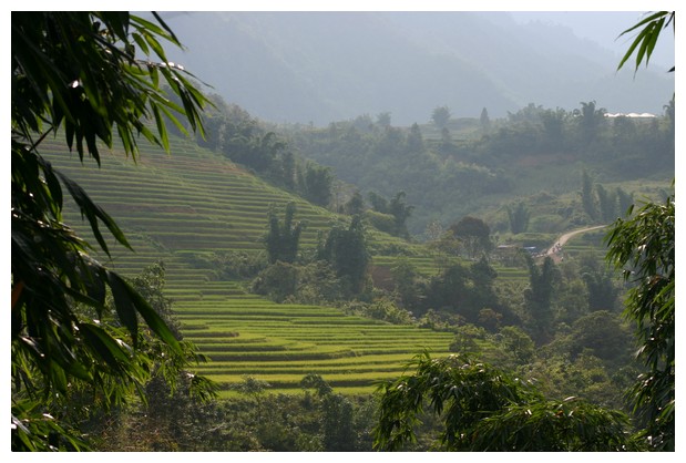 Sapa rice fields