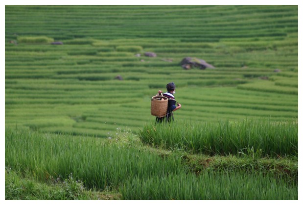 Farmer