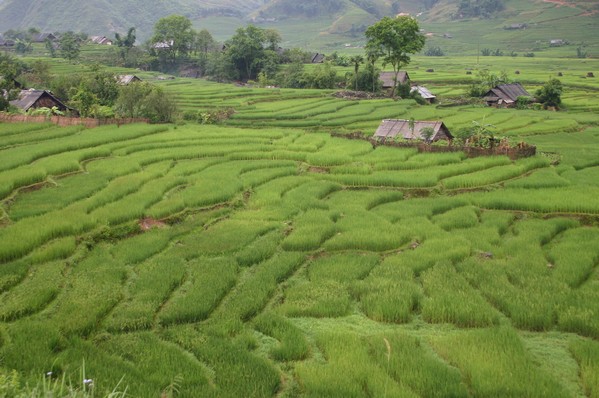 Rice Terraces