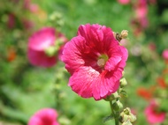 Flower in Sa Pa Mountain Park