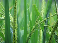Green Rice