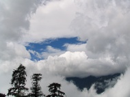 Trees raising from clouds