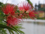 Wet Flower