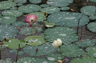 Lotus Flowers