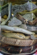 Snakes liquor
