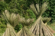 Branch bunches