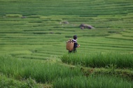 Farmer