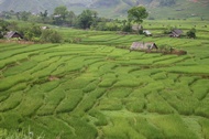 Rice Terraces