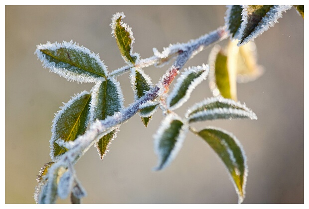 Helada Invernal