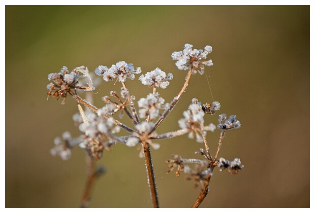 Flor Helada