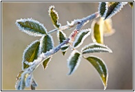 Helada Invernal