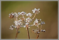 Flor Helada