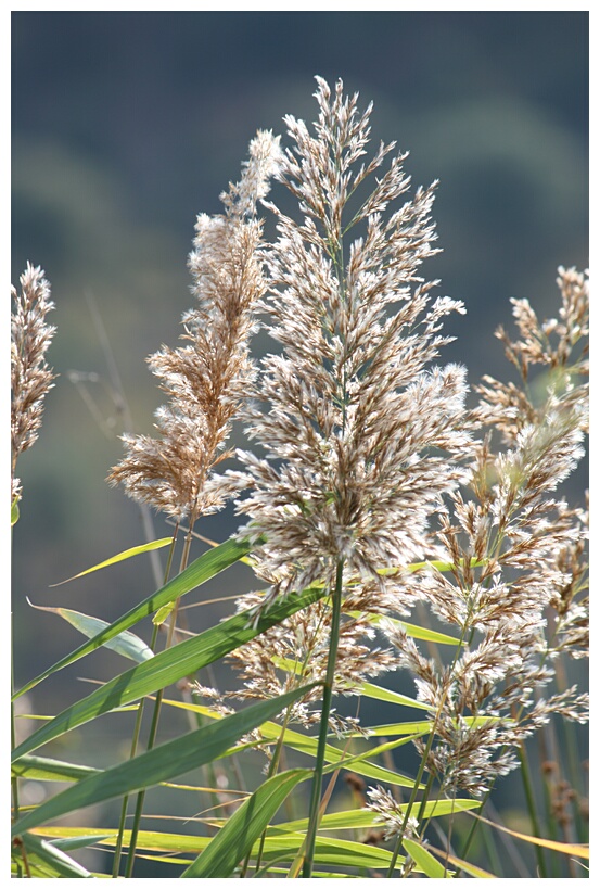 Juncos en Flor