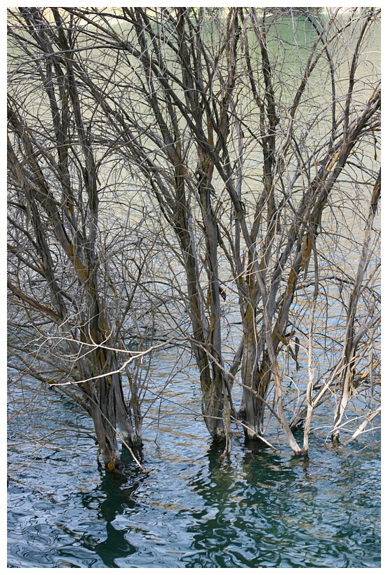 Arboles ahogados