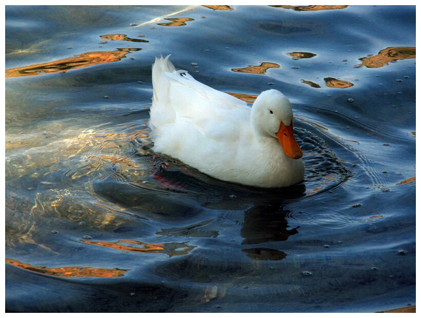 Pato Manchego