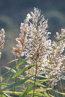 Juncos en Flor