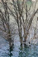Arboles ahogados