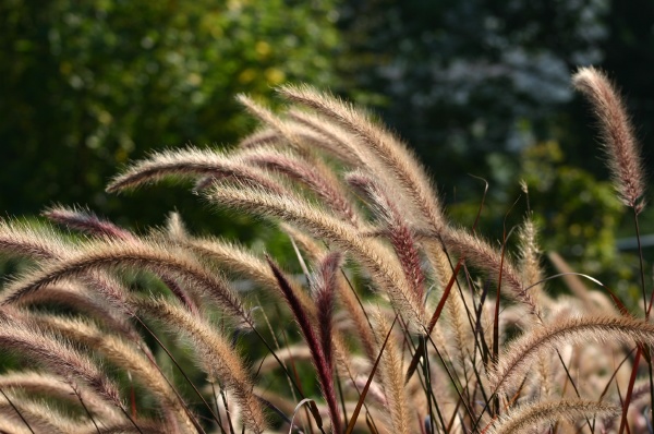 Golden ears
