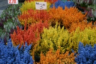 Coloured Heathers