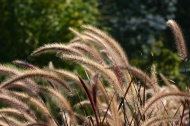 Golden ears